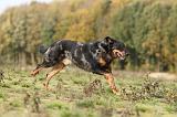 BEAUCERON 343